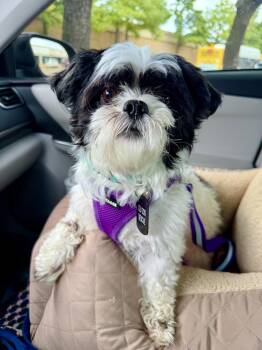 Roscoe Field -  Shih Tzu Dog for Adoption in Plano, Texas - Roscoe Field | PetCurious