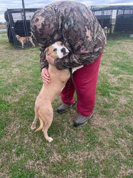 Mixed Breed Dogs Available for Adoption - Tess | PetCurious