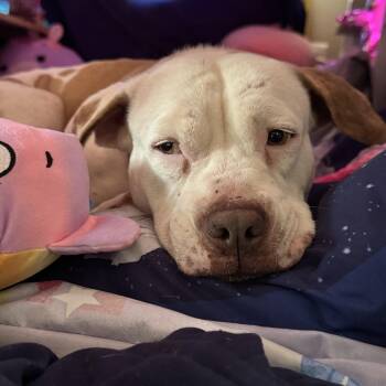Baby -  Pit Bull Terrier Dog for Adoption in Gainesville, Virginia - Baby | PetCurious