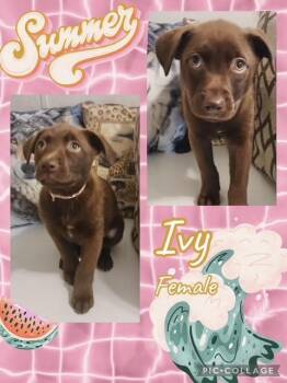 Australian Shepherd Dogs Available for Adoption in Manchester, Connecticut - Ivy | PetCurious