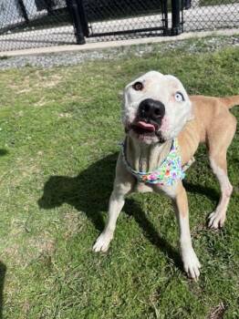 Pit Bull Terrier Dogs Available for Adoption in Lafayette, Louisiana - Lucy Lou | PetCurious