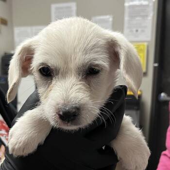 Terrier Dogs Available for Adoption in Yuma, Arizona - Gummy Bear | PetCurious