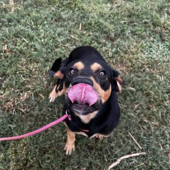 Art -  Hound Dog for Adoption in Jacksboro, Tennessee - Art | PetCurious
