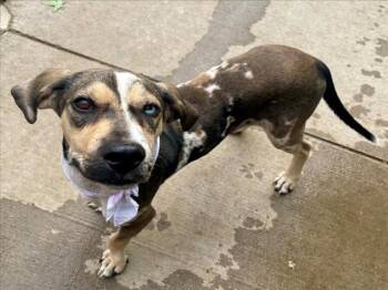EQUINOX -  Catahoula Leopard Dog Dog for Adoption in Tulsa, Oklahoma - EQUINOX | PetCurious