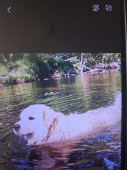 Great Pyrenees Dogs Available for Adoption in Partlow, Virginia - Pearl | PetCurious