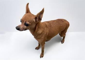 CINNAMON TOAST -  Chihuahua Dog for Adoption in Fort Lauderdale, Florida - CINNAMON TOAST | PetCurious