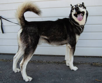 Rescue Husky Dogs for Adoption in Moses Lake, Washington - Dakota Copy #1 | PetCurious