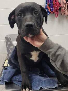 Castiel -  Mixed Breed Dog for Adoption in Kansas City, Missouri - Castiel | PetCurious
