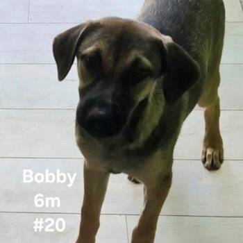 Bobby -  Mixed Breed Dog for Adoption in Englewood, Florida - Bobby | PetCurious