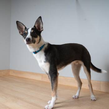 Indy D69524 -  Rat Terrier and Mixed Breed Dog for Adoption in Minnetonka, Minnesota - Indy D69524 | PetCurious