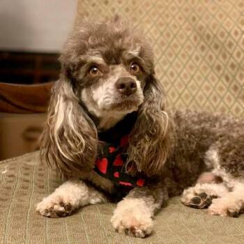 Captain Amadeus (Benefactor Dog) -  Miniature Poodle Dog for Adoption in New Orleans, Louisiana - Captain Amadeus (Benefactor Dog) | PetCurious