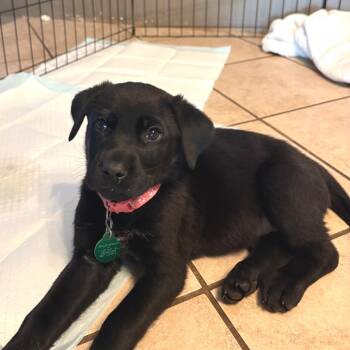 Sleep Paralysis -  Mixed Breed Dog for Adoption in Buffalo, Minnesota - Sleep Paralysis | PetCurious