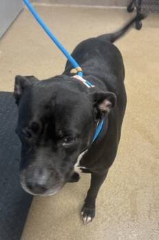 Annapolis -  Mixed Breed Dog for Adoption in Chamblee, Georgia - Annapolis | PetCurious