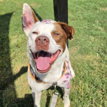 Billie -  American Staffordshire Terrier and Mixed Breed Dog for Adoption in Beaumont, Texas - Billie | PetCurious