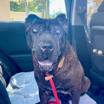 Rescue Shar Pei Dogs for Adoption in Sarasota, Florida - Missy | PetCurious
