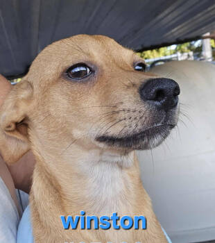 Rescue Chihuahua Dogs for Adoption in Cranston, Rhode Island - Winston In TX | PetCurious