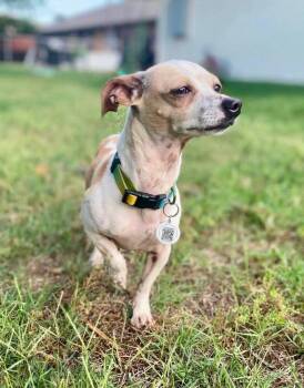 Wilbur -  Chihuahua Dog for Adoption in Shawnee, Oklahoma - Wilbur | PetCurious