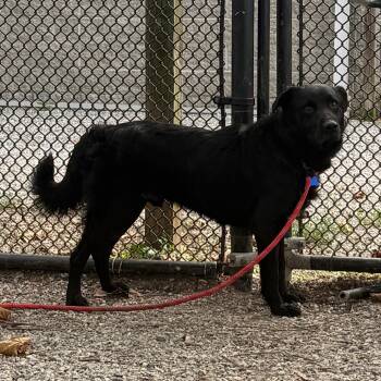 Malachi -  Border Collie and Mixed Breed Dog for Adoption in York, Pennsylvania - Malachi | PetCurious