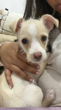 Tango -  Chihuahua Dog for Adoption in Harrison, New York - Tango | PetCurious