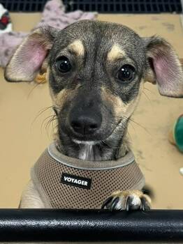 Daisy Mae -  Dachshund and Terrier Dog for Adoption in Manchester, Tennessee - Daisy Mae | PetCurious