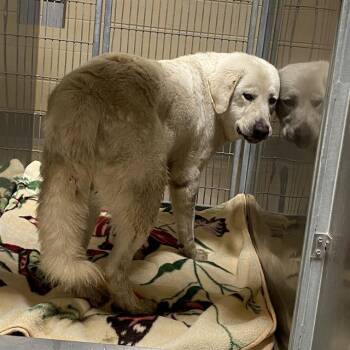 A611734 -  Great Pyrenees Dog for Adoption in Modesto, California - A611734 | PetCurious