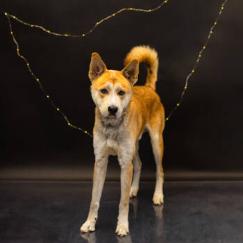 Rescue Shepherd and Siberian Husky Dogs for Adoption in Lawrenceville, Georgia - Pen 172c Maximus | PetCurious