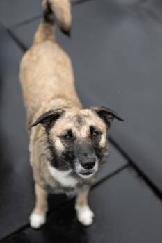 Sova -  German Shepherd Dog Dog for Adoption in Stratham, New Hampshire - Sova | PetCurious