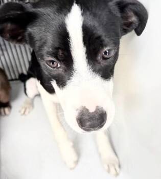 A658613 -  Labrador Retriever Dog for Adoption in Houston, Texas - A658613 | PetCurious