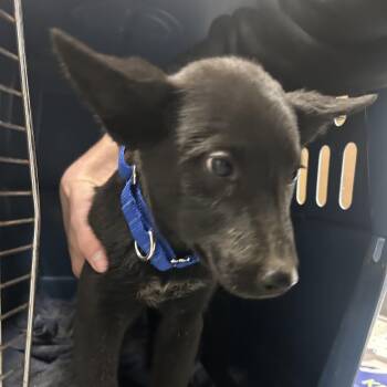 Rescue Australian Kelpie Dogs for Adoption in Durango, Colorado - Tootsie Roll | PetCurious