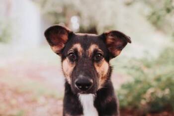 07272b Ice Cream -  Shepherd and Mixed Breed Dog for Adoption in North Charleston, South Carolina - 07272b Ice Cream | PetCurious