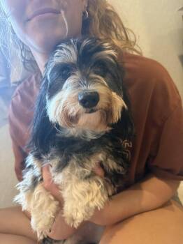 Nova Jean -  Dachshund Dog for Adoption in Houston, Texas - Nova Jean | PetCurious