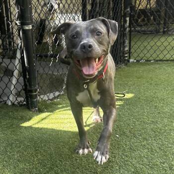 Queen -  Mixed Breed Dog for Adoption in Asheville, North Carolina - Queen | PetCurious