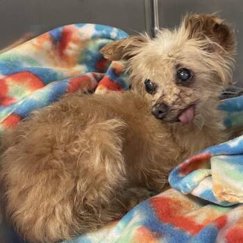 Teenie- Stray hold up 8/26 -  Poodle Dog for Adoption in Spokane, Washington - Teenie- Stray Hold Up 8/26 | PetCurious