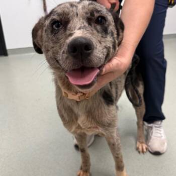 Scout -  Catahoula Leopard Dog and Mixed Breed Dog Available for Adoption in Abilene, Texas - Scout | PetCurious