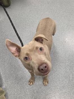 Pit Bull Terrier Dogs Available for Adoption in Indianapolis, Indiana - RUBY | PetCurious