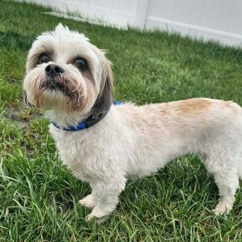 Shih Tzu and Maltese Dogs Available for Adoption in Plainfield, Illinois - Maxie | PetCurious