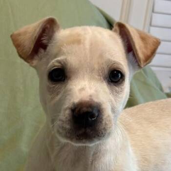 Mixed Breed Dogs Available for Adoption in Wilmington Island, Georgia - Hamrick | PetCurious