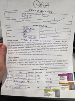 Mixed Breed Dogs Available for Adoption - 26-7235 (Little Miss) | PetCurious