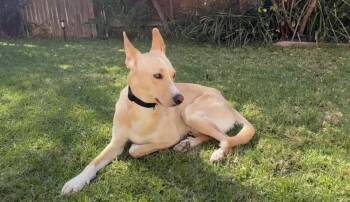 Shepherd and Labrador Retriever Dogs Available for Adoption in Los Angeles, California - Teddy | PetCurious