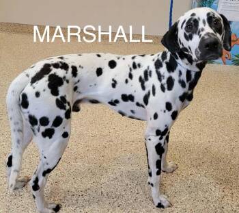 Marshall -  Dalmatian Dog for Adoption in North Miami Beach, Florida - Marshall | PetCurious
