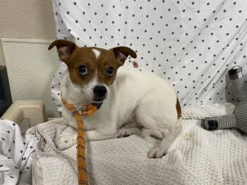Chihuahua Dogs Available for Adoption in Modesto, California - A609855 | PetCurious