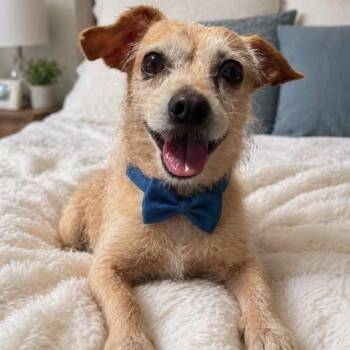 Schnauzer and Chihuahua Dogs Available for Adoption in Crosby, Texas - Perry | PetCurious
