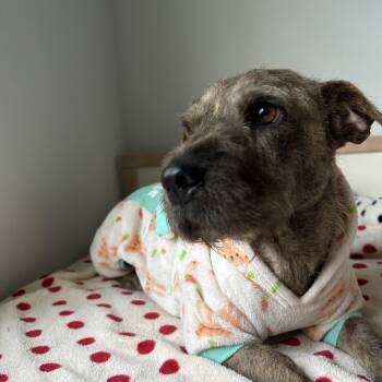 Winnie -  Wirehaired Terrier Dog for Adoption in South Houston, Texas - Winnie | PetCurious