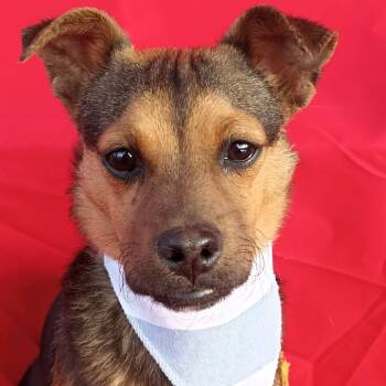 Rescue Terrier and Mixed Breed Dogs for Adoption in San Diego, California - Nikolai | PetCurious