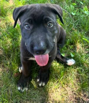 Coal -  Shar Pei Dog for Adoption in New London, Wisconsin - Coal | PetCurious