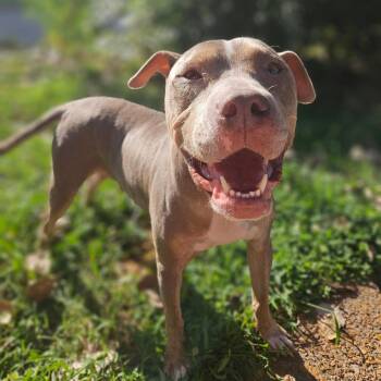 Moonglow -  Pit Bull Terrier Dog for Adoption in East St. Louis, Illinois - Moonglow | PetCurious