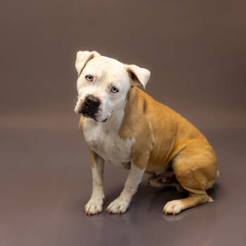 Rescue American Bulldog Dogs for Adoption in Lawrenceville, Georgia - Pen 202c Roman | PetCurious
