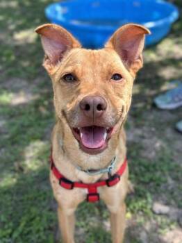 Terrier and Mixed Breed Dogs Available for Adoption in San Antonio, Texas - Fencing | PetCurious