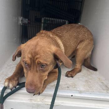 Dempsey -  Mixed Breed Dog for Adoption in Chattanooga, Tennessee - Dempsey | PetCurious