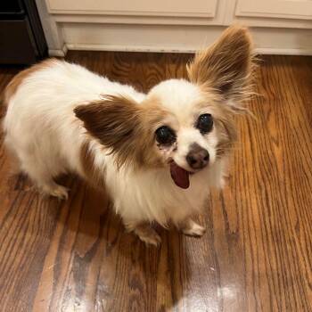 Dolly -  Papillon Dog for Adoption in Barrington, Illinois - Dolly | PetCurious
